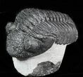 Drotops Trilobite On Pedestal of Limestone #45607-3